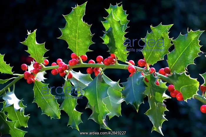 : Holly or European Holly with berries : Holly or European Holly with berries