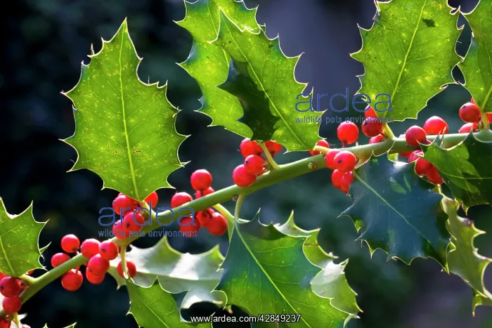 : Holly or European Holly with berries : Holly or European Holly with berries