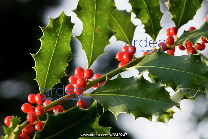 : Holly or European Holly with berries : Holly or European Holly with berries