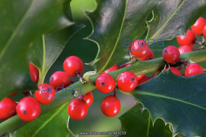 : Holly or European Holly with berries : Holly or European Holly with berries