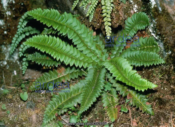  : HOLLY FERN