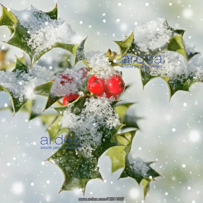 : Holly - with frosted berries : Holly - with frosted berries