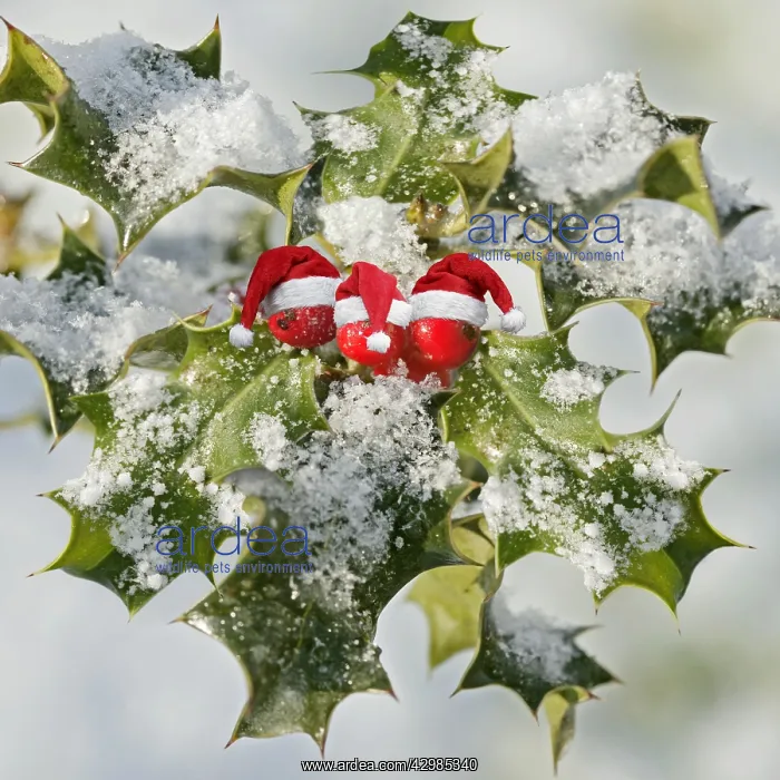 : Holly - with frosted berries and Christmas hats : Holly - with frosted berries and Christmas hats