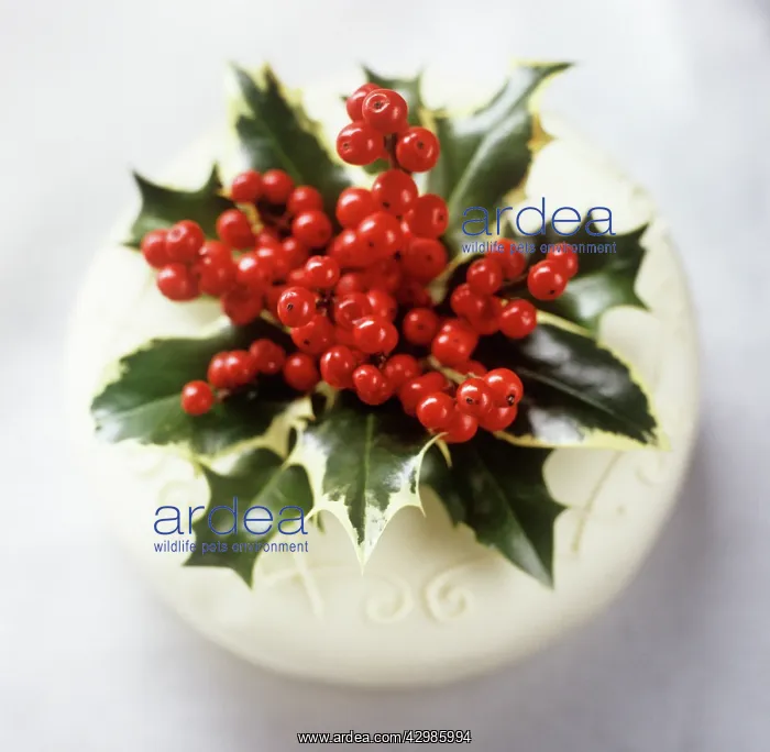 : Holly, Ilex : Holly, Ilex