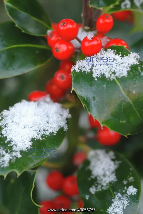 : Holly, Ilex : Holly, Ilex