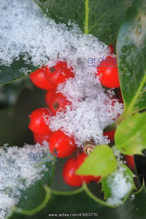  : Holly, Ilex