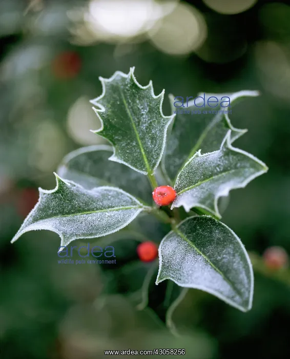 : Holly, Ilex : Holly, Ilex