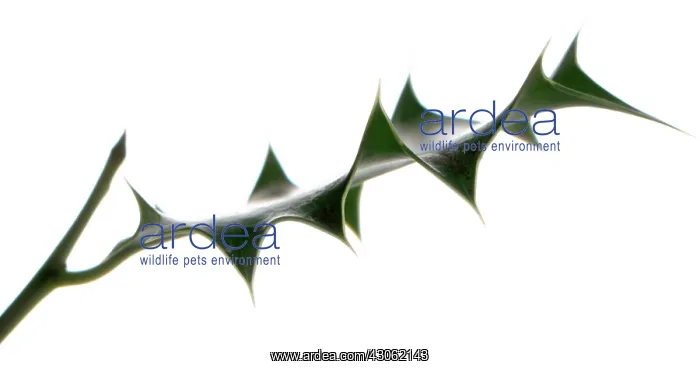 : Holly, Ilex : Holly, Ilex