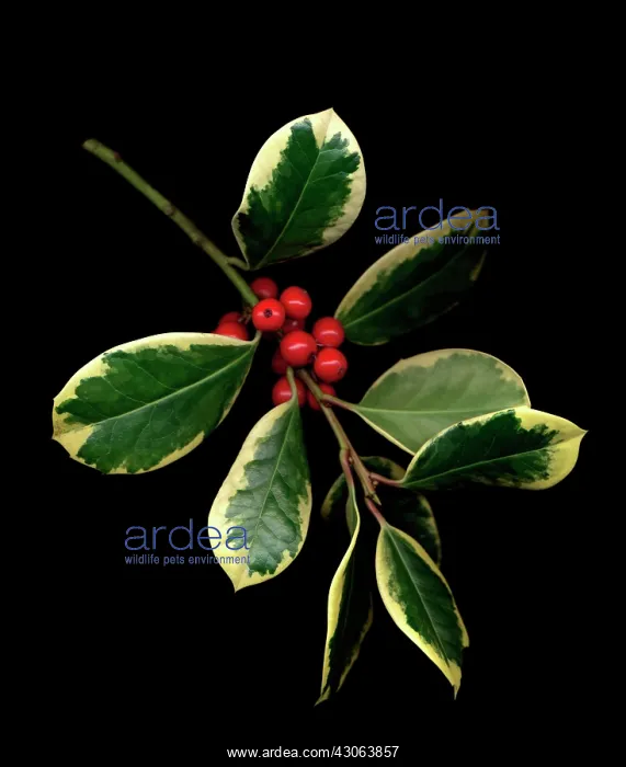 : Holly, Ilex : Holly, Ilex