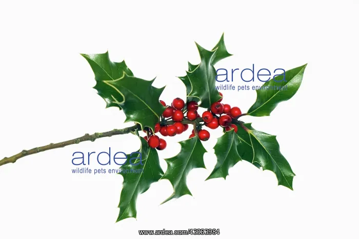 : Holly, Ilex : Holly, Ilex