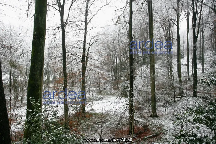  : Holly, Ilex