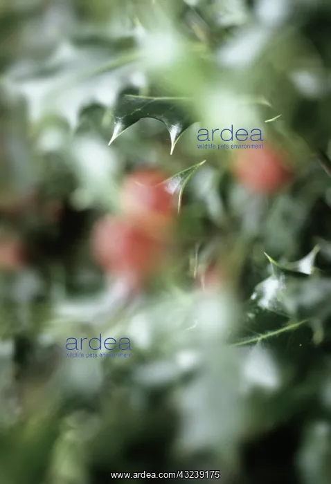 : Holly, Ilex : Holly, Ilex