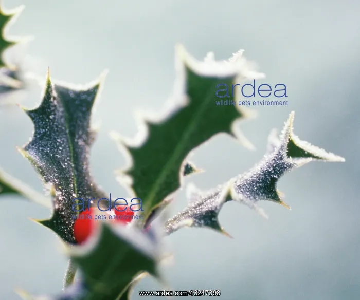 : Holly, Ilex : Holly, Ilex