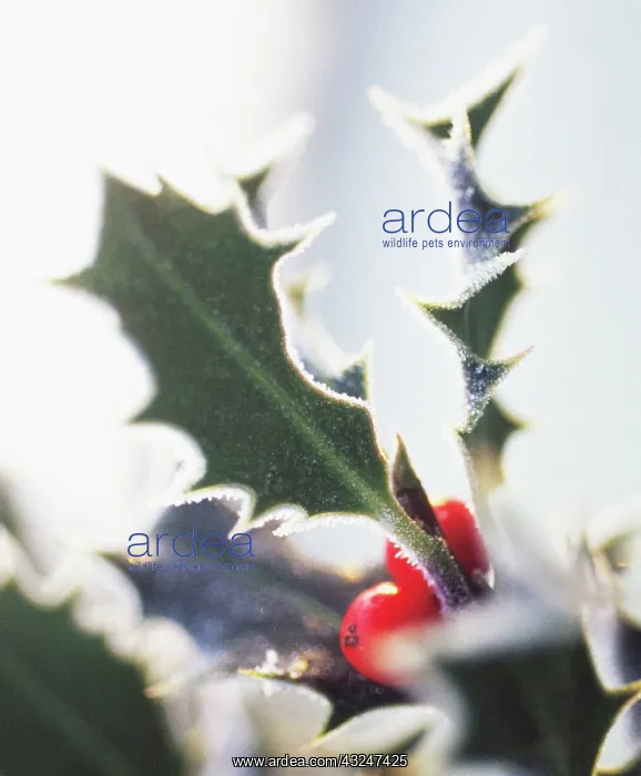 : Holly, Ilex : Holly, Ilex