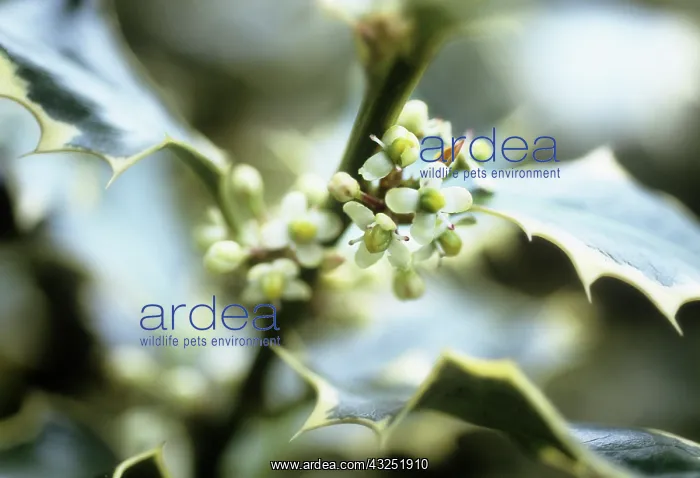 : Holly, Ilex : Holly, Ilex