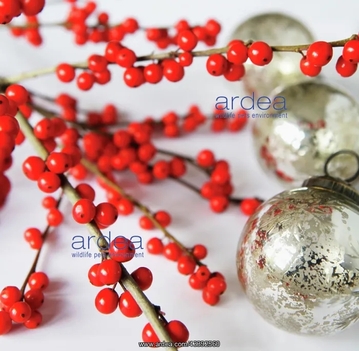 : Holly, Ilex : Holly, Ilex