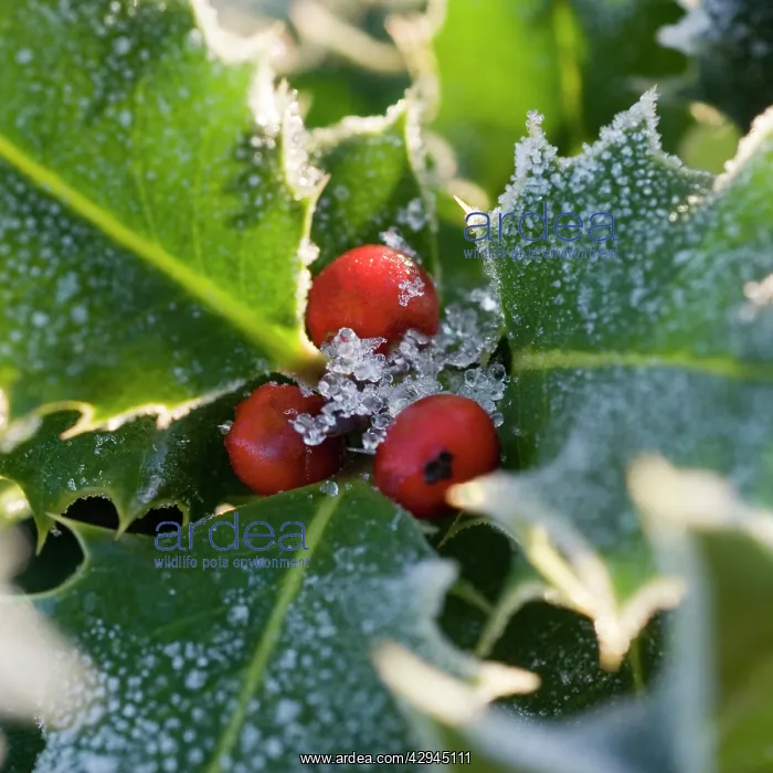 : Holly, Ilex aquifolium : Holly, Ilex aquifolium