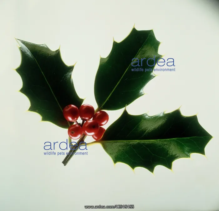 : Holly, Ilex aquifolium : Holly, Ilex aquifolium