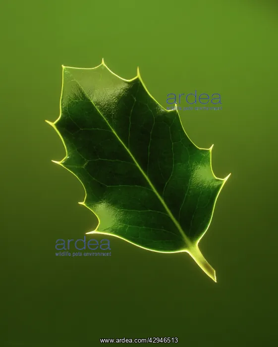 : Holly, Ilex aquifolium : Holly, Ilex aquifolium