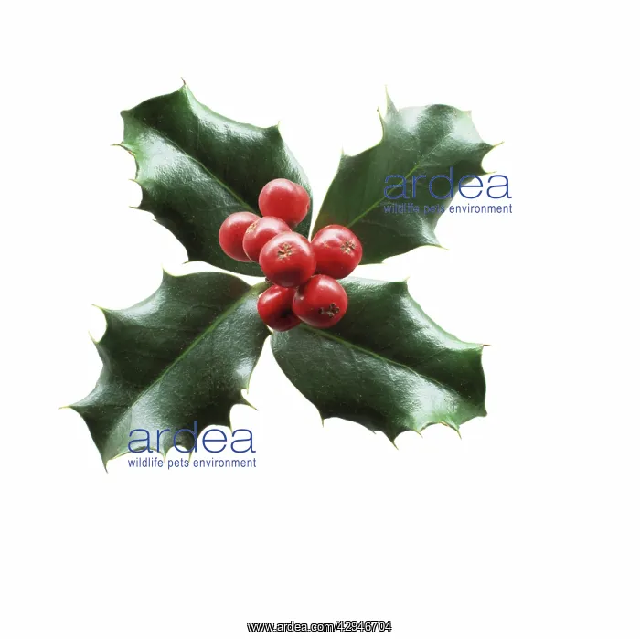 : Holly, Ilex aquifolium : Holly, Ilex aquifolium