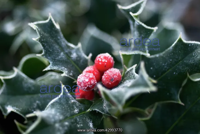 : Holly, Ilex aquifolium : Holly, Ilex aquifolium