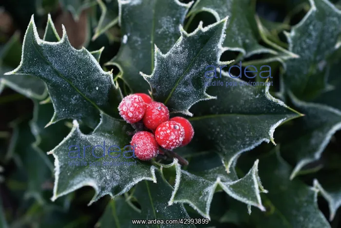 : Holly, Ilex aquifolium : Holly, Ilex aquifolium