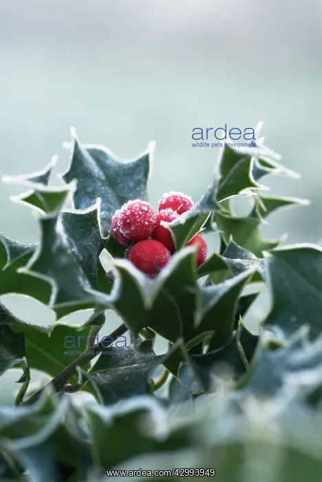: Holly, Ilex aquifolium : Holly, Ilex aquifolium