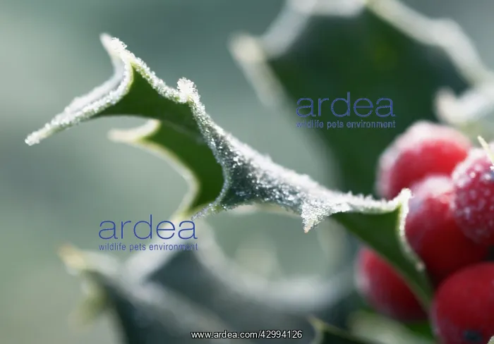 : Holly, Ilex aquifolium : Holly, Ilex aquifolium