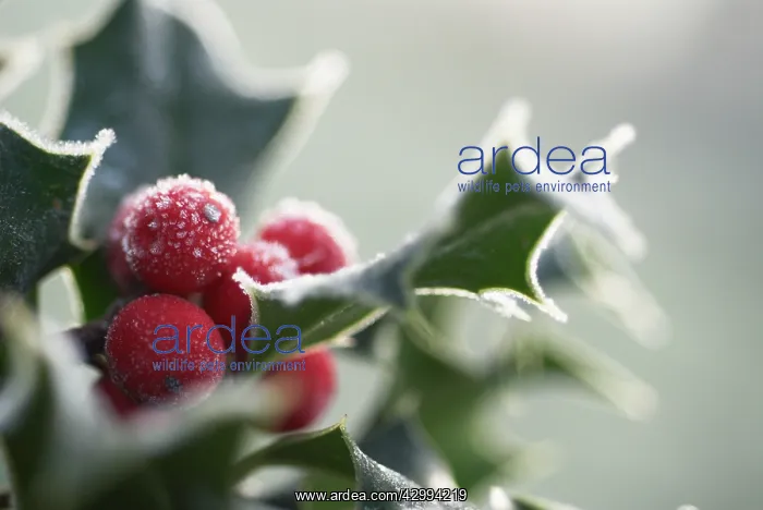 : Holly, Ilex aquifolium : Holly, Ilex aquifolium