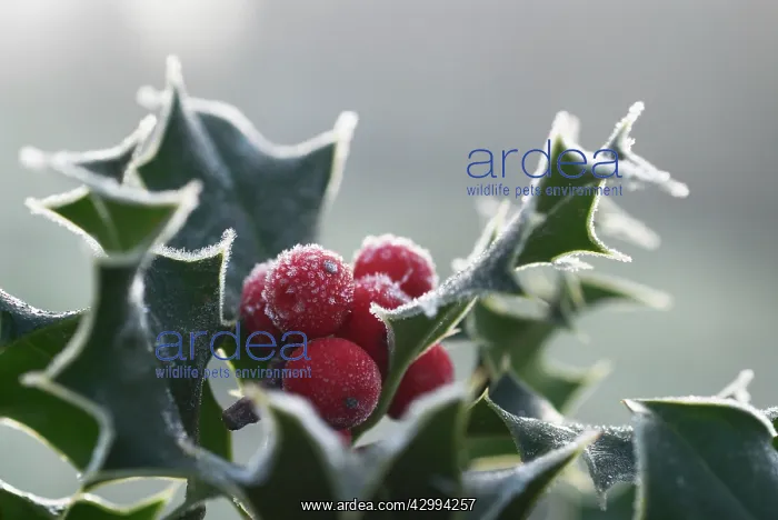 : Holly, Ilex aquifolium : Holly, Ilex aquifolium