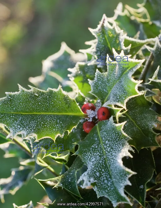  : Holly, Ilex aquifolium