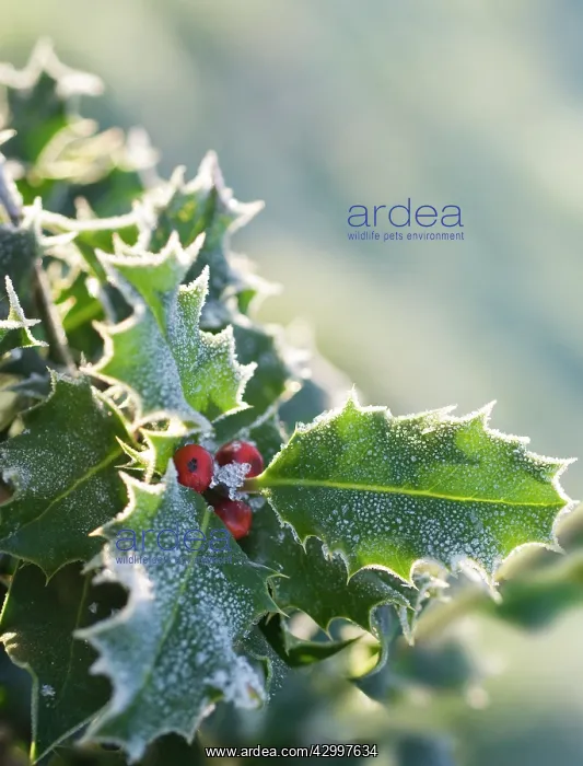 : Holly, Ilex aquifolium : Holly, Ilex aquifolium