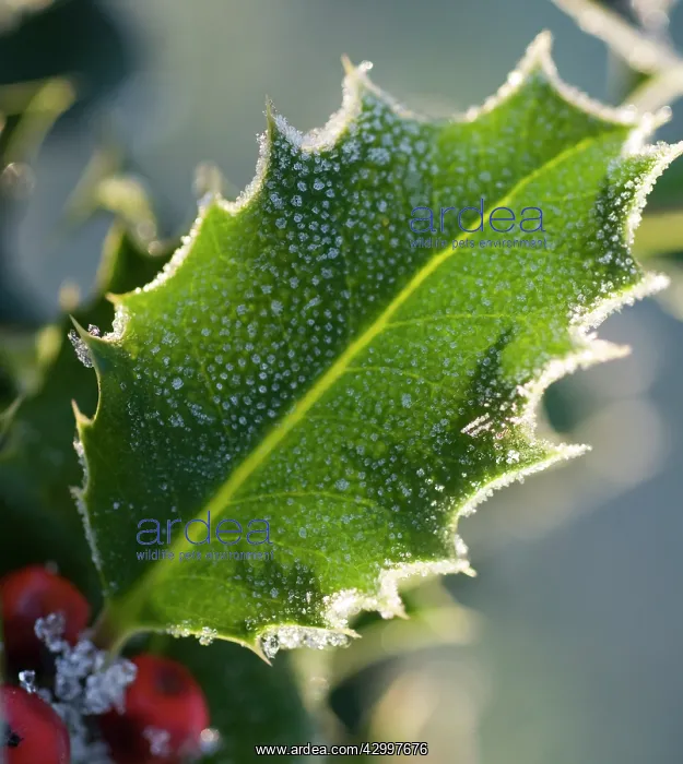 : Holly, Ilex aquifolium : Holly, Ilex aquifolium