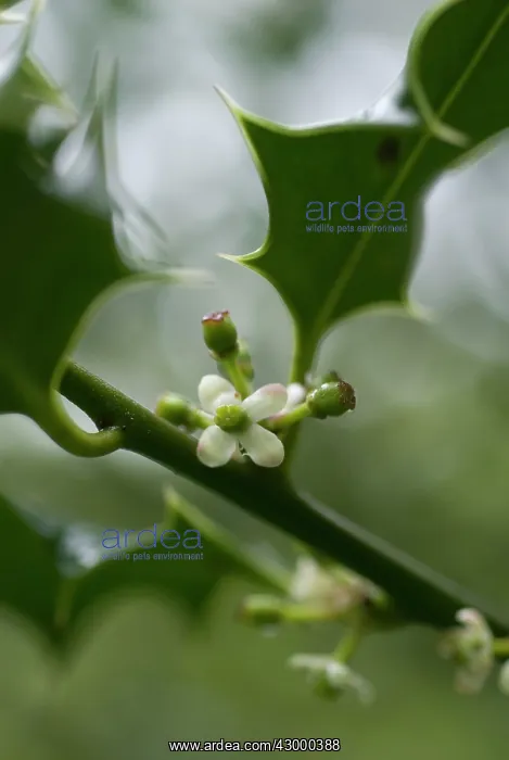 : Holly, Ilex aquifolium : Holly, Ilex aquifolium