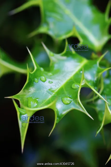 : Holly, Ilex aquifolium : Holly, Ilex aquifolium