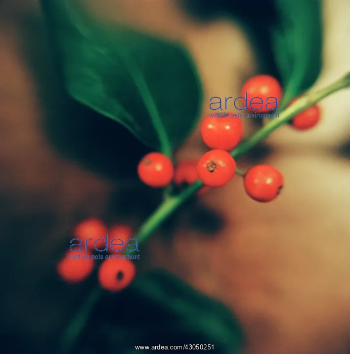 : Holly, Ilex aquifolium : Holly, Ilex aquifolium
