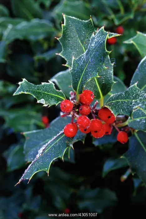 : Holly, Ilex aquifolium : Holly, Ilex aquifolium
