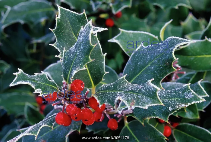 : Holly, Ilex aquifolium : Holly, Ilex aquifolium