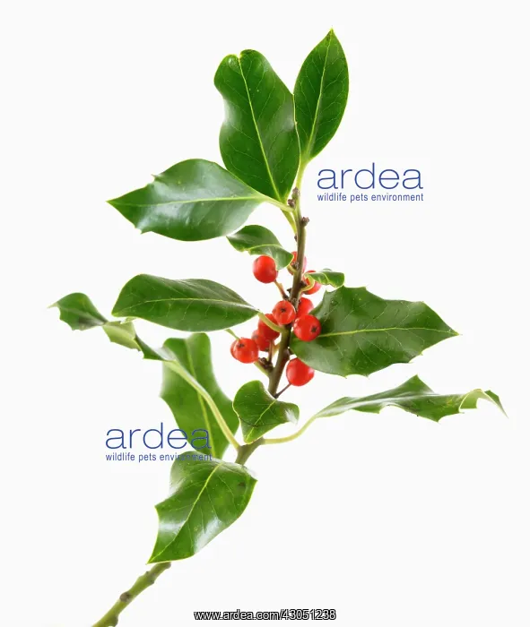 : Holly, Ilex aquifolium : Holly, Ilex aquifolium