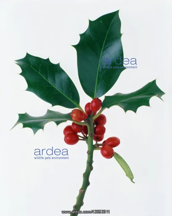: Holly, Ilex aquifolium : Holly, Ilex aquifolium