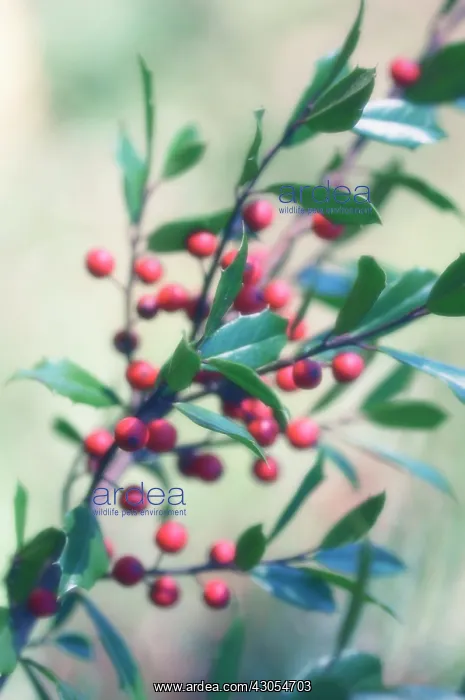 : Holly, Ilex aquifolium : Holly, Ilex aquifolium