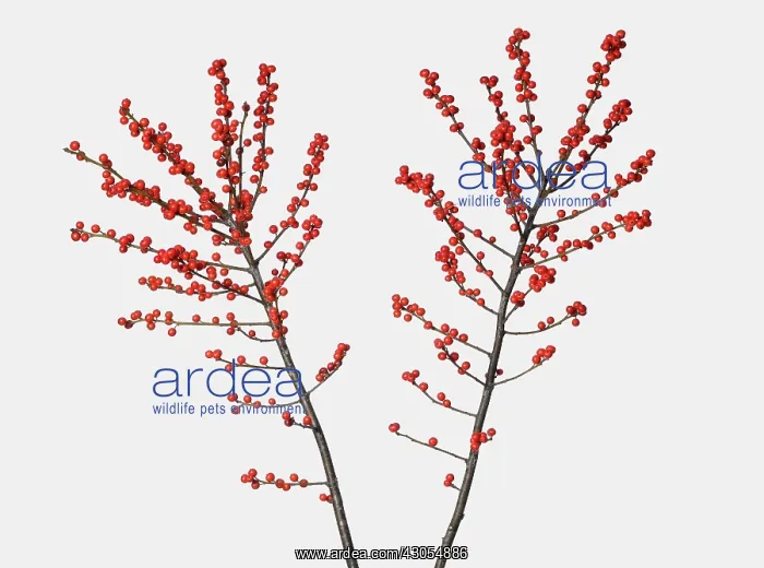 : Holly, Ilex aquifolium : Holly, Ilex aquifolium