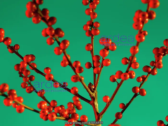 : Holly, Ilex aquifolium : Holly, Ilex aquifolium