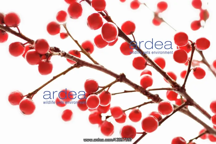 : Holly, Ilex aquifolium : Holly, Ilex aquifolium