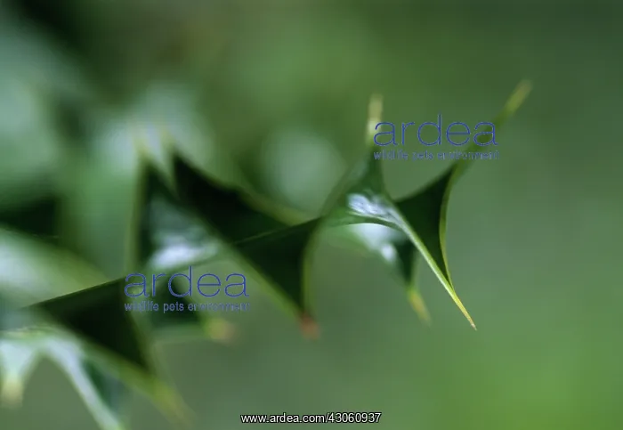 : Holly, Ilex aquifolium : Holly, Ilex aquifolium