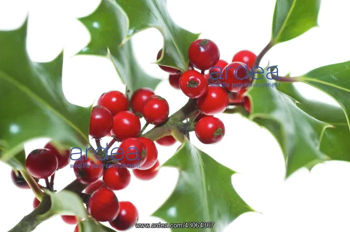 : Holly, Ilex aquifolium : Holly, Ilex aquifolium