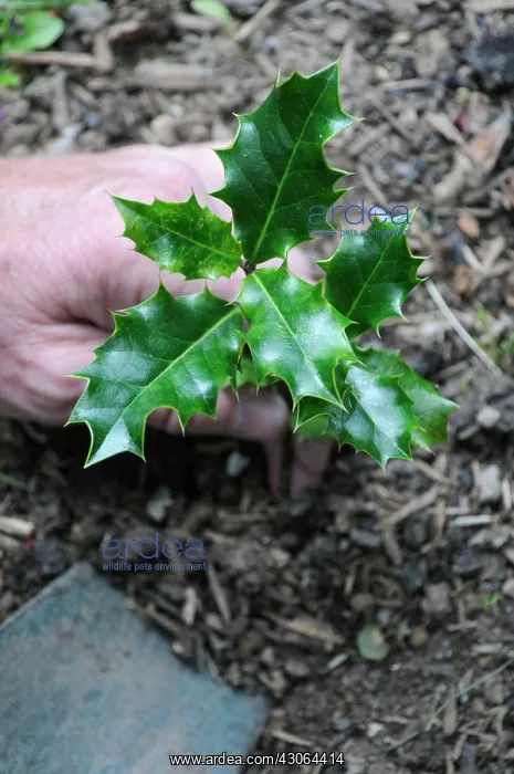 : Holly, Ilex aquifolium : Holly, Ilex aquifolium
