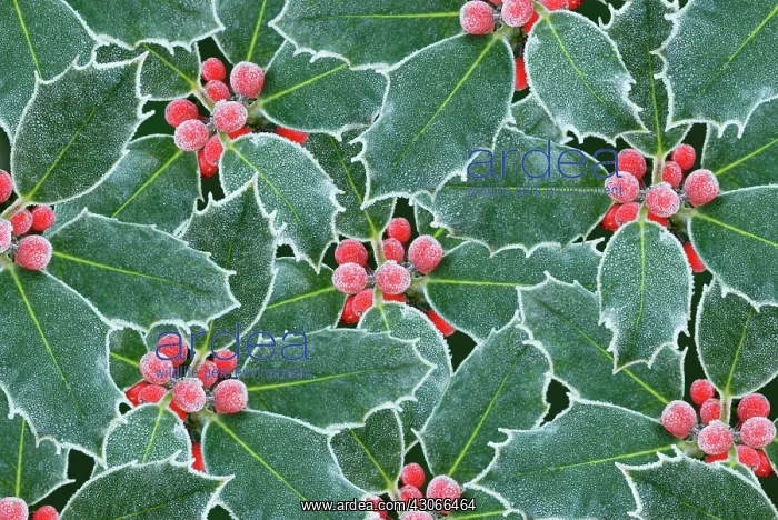 : Holly, Ilex aquifolium : Holly, Ilex aquifolium