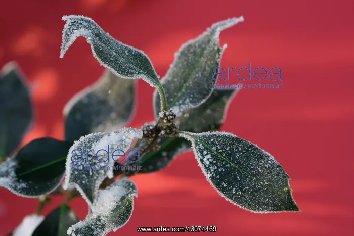 : Holly, Ilex aquifolium : Holly, Ilex aquifolium