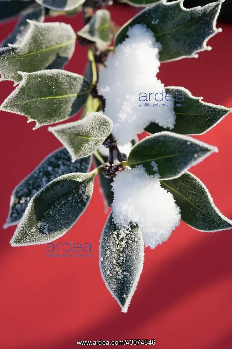 : Holly, Ilex aquifolium : Holly, Ilex aquifolium